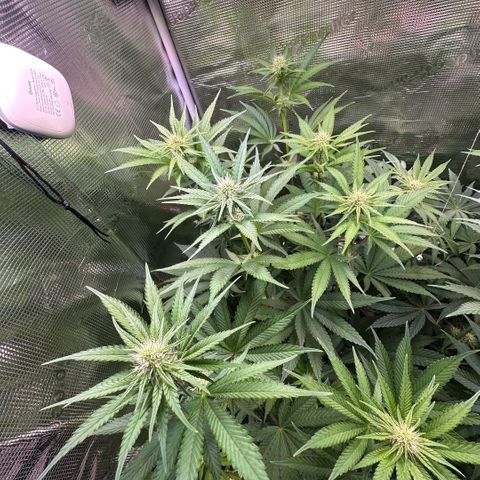 Purple Haze growlog timeline photo