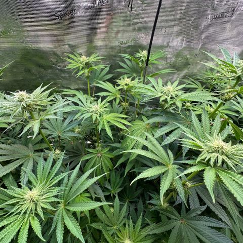 Baby Yoda growlog timeline photo