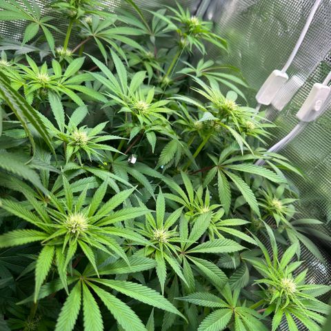 Purple Zkittlez  growlog timeline photo