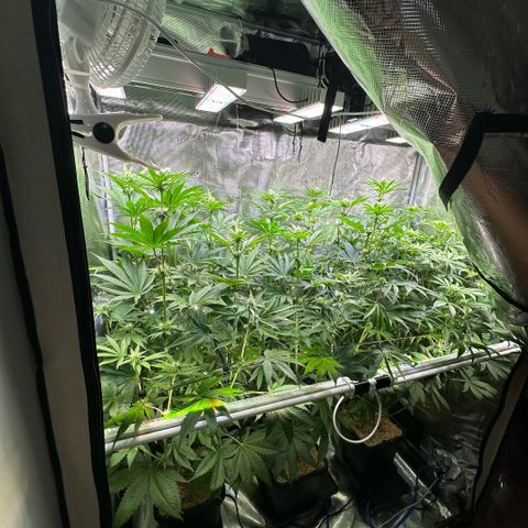 Purple Haze growlog timeline photo