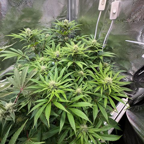 Purple Zkittlez  growlog timeline photo