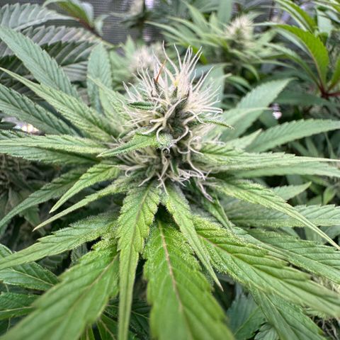 Purple Zkittlez  growlog timeline photo