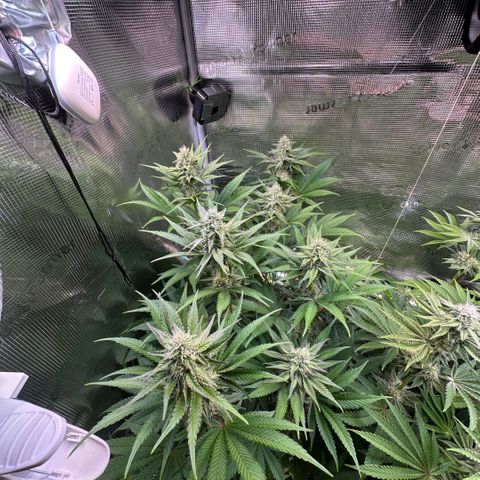 Purple Haze growlog timeline photo