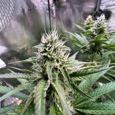 Purple Haze growlog timeline photo