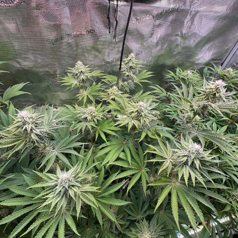 Baby Yoda growlog timeline photo