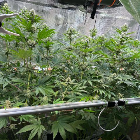 Purple Haze growlog timeline photo