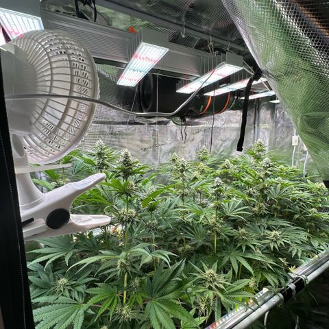 Purple Haze growlog timeline photo