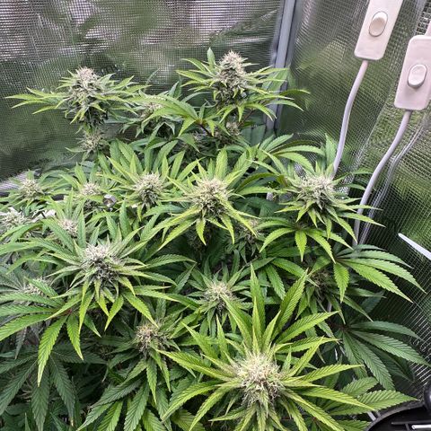 Purple Zkittlez  growlog timeline photo