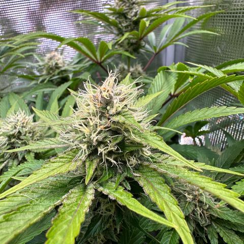 Purple Zkittlez  growlog timeline photo