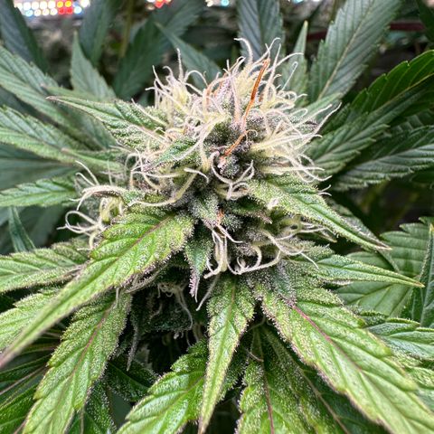 Purple Zkittlez  growlog timeline photo