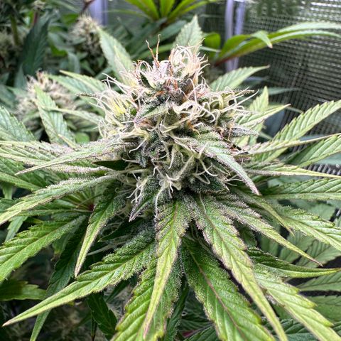 Purple Zkittlez  growlog timeline photo