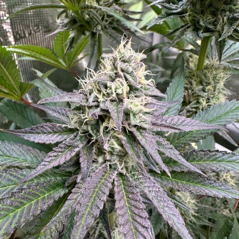 Purple Haze growlog timeline photo