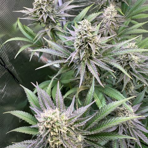 Purple Haze growlog timeline photo
