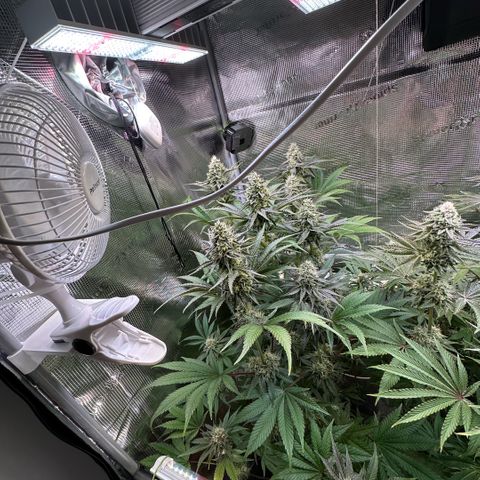 Purple Haze growlog timeline photo