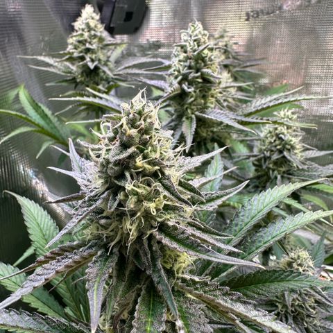 Purple Haze growlog timeline photo