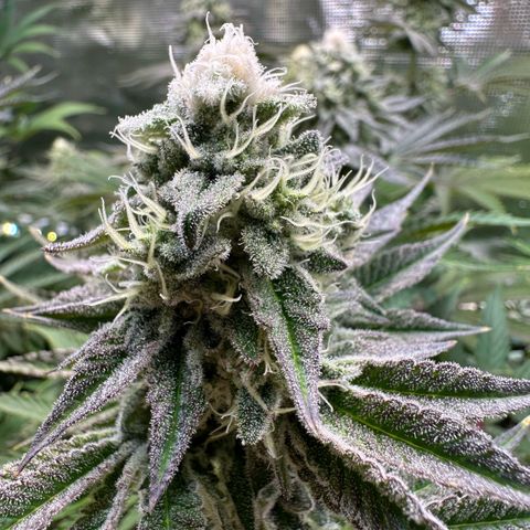 Baby Yoda growlog timeline photo
