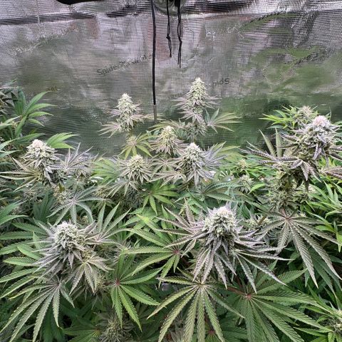 Baby Yoda growlog timeline photo