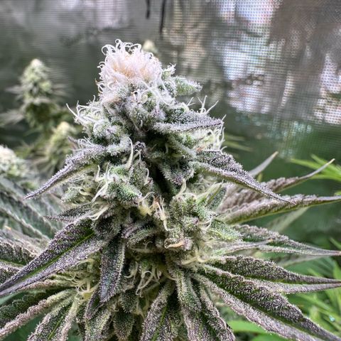 Baby Yoda growlog timeline photo