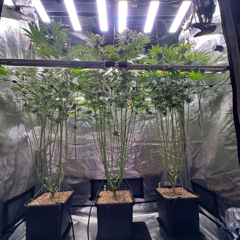 Purple Haze growlog timeline photo