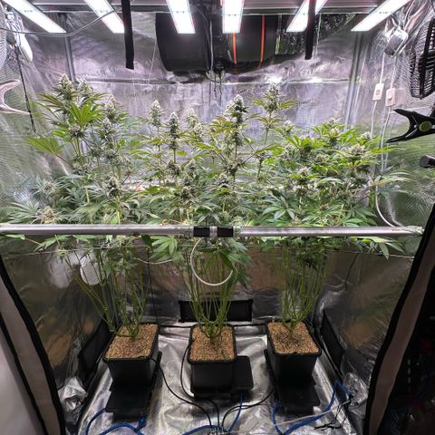 Purple Haze growlog timeline photo