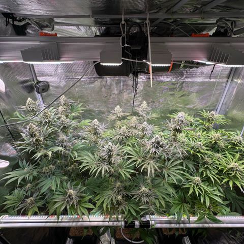 Purple Haze growlog timeline photo