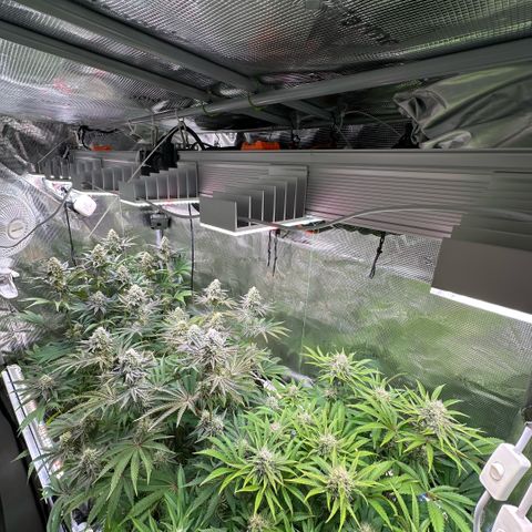 Purple Haze growlog timeline photo