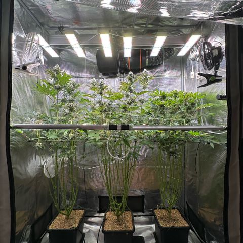 Purple Haze growlog timeline photo