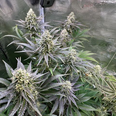 Purple Haze growlog timeline photo