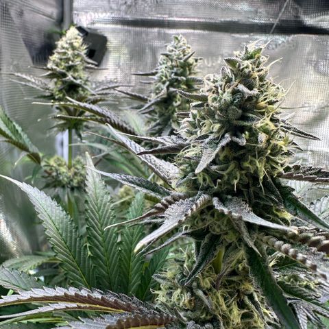 Purple Haze growlog timeline photo