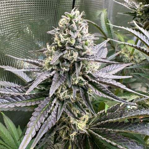 Purple Haze growlog timeline photo