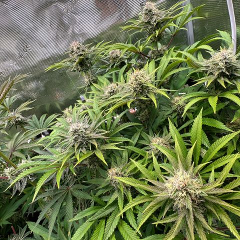 Purple Zkittlez  growlog timeline photo
