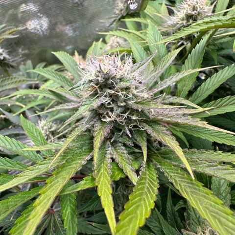 Purple Zkittlez  growlog timeline photo