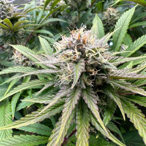 Purple Zkittlez  growlog timeline photo