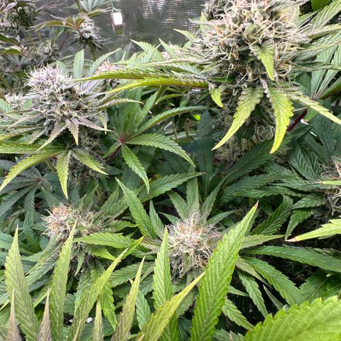 Purple Zkittlez  growlog timeline photo