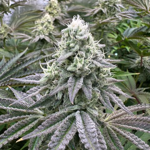 Baby Yoda growlog timeline photo