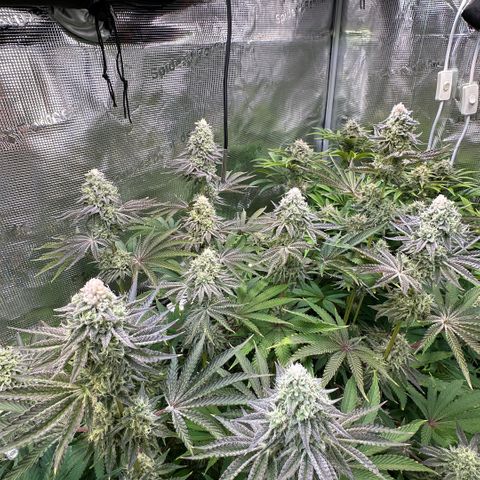 Baby Yoda growlog timeline photo