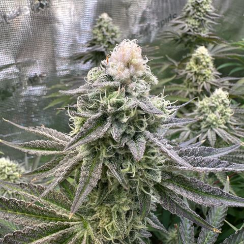Baby Yoda growlog timeline photo