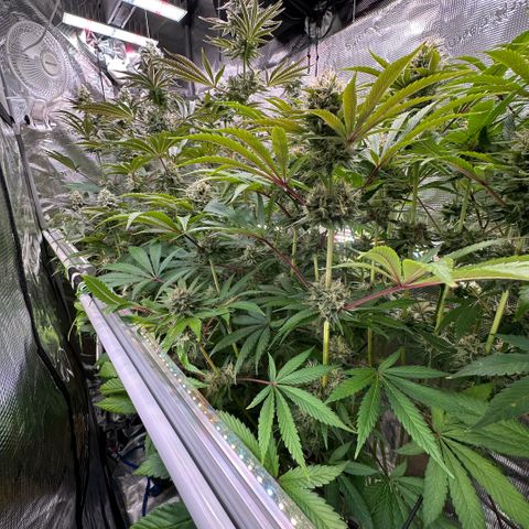 Purple Haze growlog timeline photo