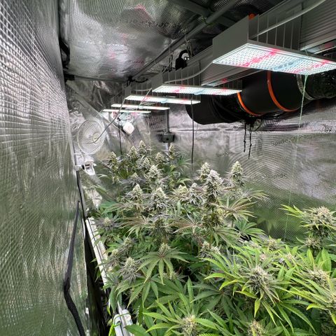 Purple Haze growlog timeline photo