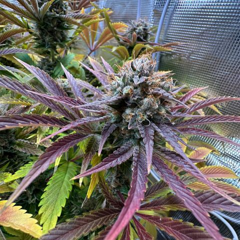Purple Zkittlez  growlog timeline photo