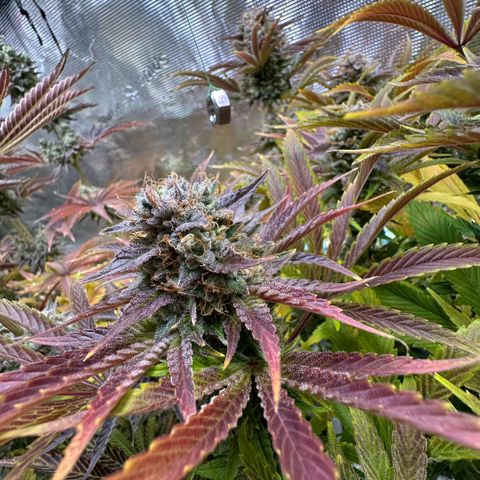 Purple Zkittlez  growlog timeline photo