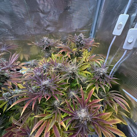 Purple Zkittlez  growlog timeline photo