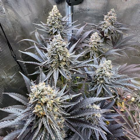 Purple Haze growlog timeline photo