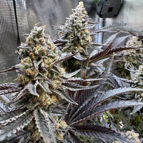 Purple Haze growlog timeline photo