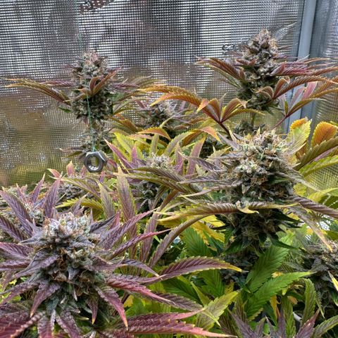 Purple Zkittlez  growlog timeline photo