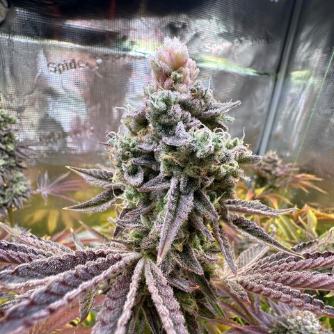 Baby Yoda growlog timeline photo