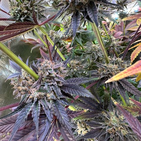 Purple Haze growlog timeline photo