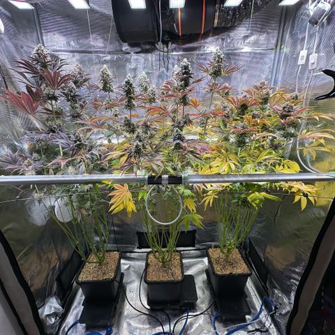 Purple Haze growlog timeline photo