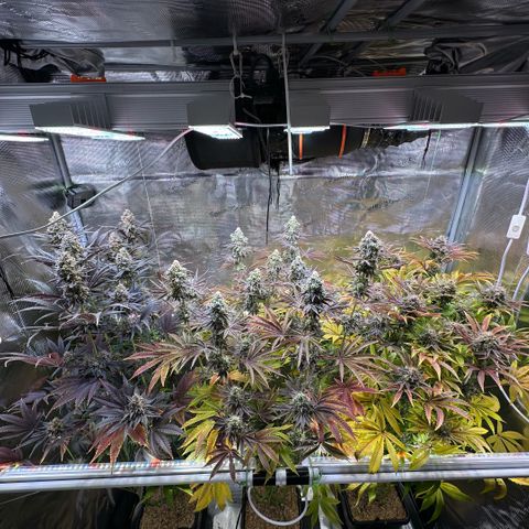 Purple Haze growlog timeline photo