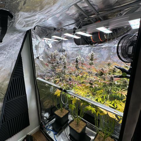 Purple Haze growlog timeline photo